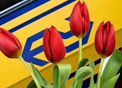 Normal_ns_logo___tulpen