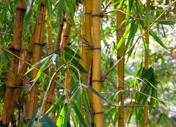 Normal_bamboo-1028699_960_720