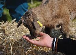 Normal_boerderij_geit_zorgboerderij