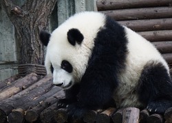 Normal_panda__dierentuin