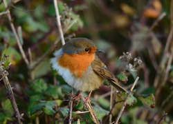 Normal_vogel_roodborst