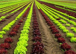 Provincie en RUG richten zich op duurzame landbouw Provincie en RUG richten zich op duurzame landbouw