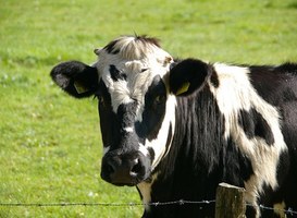 Normal_cow-234835__340