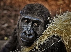 Normal_gorilla-3586621__340