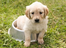 Normal_puppy-1207816_960_720