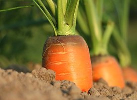 Normal_carrot-1565597__340