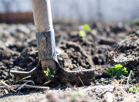 Normal_agriculture-backyard-blur-close-up-296230