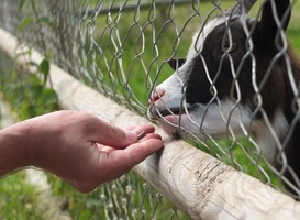 Inbrekers Nordwin College mishandelen en doden dieren in dierenverblijf Inbrekers Nordwin College mishandelen en doden dieren in dierenverblijf