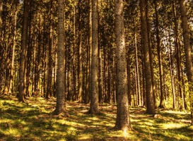 Internationale megastudie: vooral jongeren maken zich zorgen over klimaatcrisis Internationale megastudie: vooral jongeren maken zich zorgen over klimaatcrisis