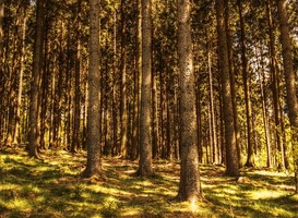 Week van Burgerschap van 24 tot 28 mei heeft als thema Het Bos