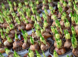 Tulpenbollen de grond in bij Floriade door leerlingen Almeerse basisscholen