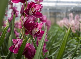 Mbo-opleiding assistent plant voor mensen met licht verstandelijke beperking Mbo-opleiding assistent plant voor mensen met licht verstandelijke beperking