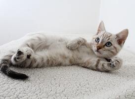 katten foto katten foto