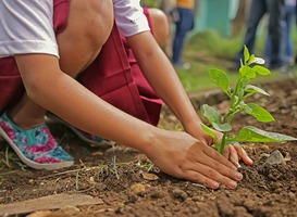 Nieuw kindertuinseizoen vanaf april van start in Delft Nieuw kindertuinseizoen vanaf april van start in Delft