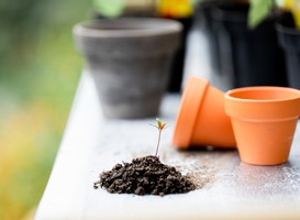 Kinderen van De Markesteen leren met Voedselbosje hoe voedsel groeit 