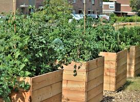 In Jeugdtuin Vriezenveen leren kinderen groenten verbouwen In Jeugdtuin Vriezenveen leren kinderen groenten verbouwen