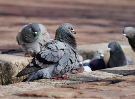Normal_pigeons-3268990_1920