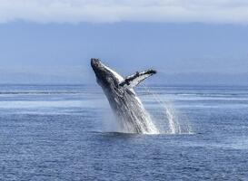 Normal_humpback-whale-436120_1920