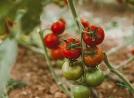 Eerste lichting studenten Food, Life & Innovation ontvangt diploma