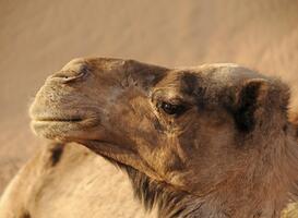 Kamelenpoepdiarree-mythe ontkracht in onderzoek 