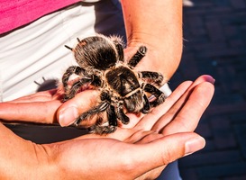 Vogelspin Charlie loopt los rond op kinderdagverblijf in Velp 