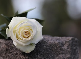 Na verkeersdrama in Bosschenhoofd volgt een emotionele eerste schooldag Na verkeersdrama in Bosschenhoofd volgt een emotionele eerste schooldag