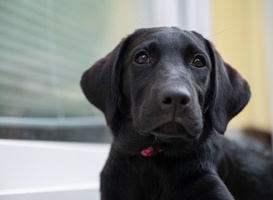 Labradorpup Max zorgt voor lachende gezichten op het Metzo College Labradorpup Max zorgt voor lachende gezichten op het Metzo College