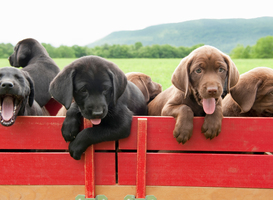 Week 40: Meer lezen als leraar, labradorpup Max en Waku Waku 