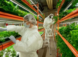 HAS-cursus 'Managing a vertical farm' in november van start