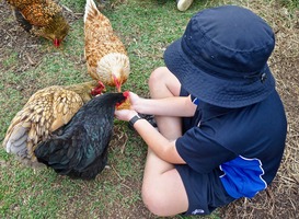 Steeds meer kinderopvanglocaties te vinden op de boerderij Steeds meer kinderopvanglocaties te vinden op de boerderij