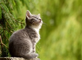 De Dierendialoog: Willen huisdieren wel in beeld op social media De Dierendialoog: Willen huisdieren wel in beeld op social media