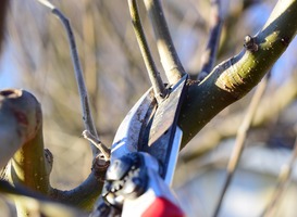 Natuureducatie op locatie: Snoeien, wilgen knotten en harken Natuureducatie op locatie: Snoeien, wilgen knotten en harken