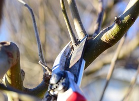 Natuureducatie op locatie: Snoeien, wilgen knotten en harken 