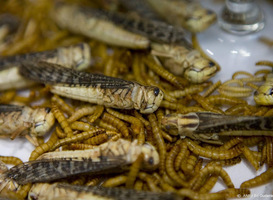 Studie: insecten sneller gegeten als mensen de milieuvoordelen kennen