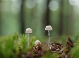 Paddenstoelen groeien nu al vanwege de regen en hoge temperaturen 