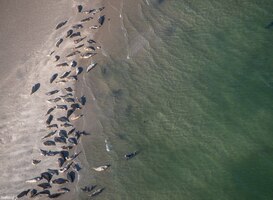 Zeehonden in de Waddenzee vertonen verschillende vormen van social distancing