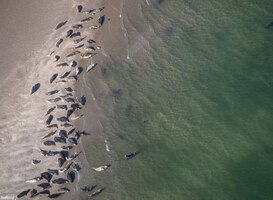 Zeehonden in de Waddenzee vertonen verschillende vormen van social distancing Zeehonden in de Waddenzee vertonen verschillende vormen van social distancing