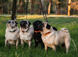 PETscan helpt dierenartsen bij beoordeling schedelcriteria kortschedelige honden