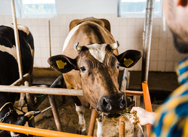 Normal_cropped-image-of-farmer-feeding-cow-with-hay-in-st-2022-12-16-15-18-13-utc