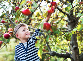 Normal_a-small-boy-picking-apples-in-orchard-2021-08-26-12-09-06-utc