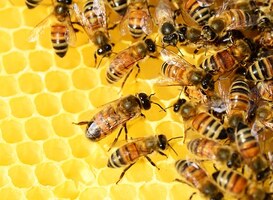 In strijd tegen bijensterfte staat in onderzoek student biotechnologie centraal