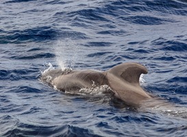 Zeldzame dolfijn komt aan op faculteit Diergeneeskunde in Utrecht
