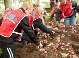 Basisscholen door heel Nederland gaan weer bloembollen planten 