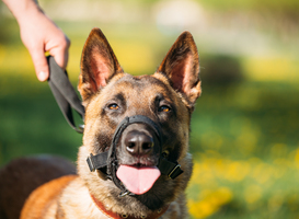 Demissionair minister Adema wil verplichte cursus vóór aanschaf hond Demissionair minister Adema wil verplichte cursus vóór aanschaf hond