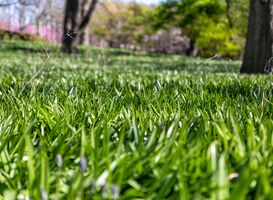 Noorderpoort wil op grasveld bij Stadspark Groningen nieuw gebouw realiseren