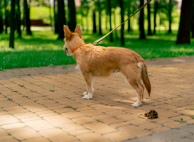 Normal_a-small-red-dog-pooped-on-footpath-in-the-city-par-2024-01-16-17-14-14-utc