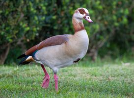 Normal_close-up-shot-of-a-nile-goose-alopochen-aegyptiac-2023-11-27-05-08-58-utc