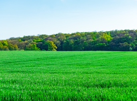 Normal_beautiful-green-field-and-blue-sky-2023-11-27-05-19-54-utc