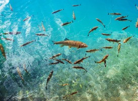 Normal_view-of-blue-fish-in-the-lake-plitvice-lakes-nati-2023-11-27-04-53-30-utc