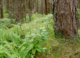 Natuurcursussen zijn de laatste jaren in populariteit toegenomen Natuurcursussen zijn de laatste jaren in populariteit toegenomen